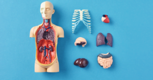 human anatomy with internal organs for gross pathology examination